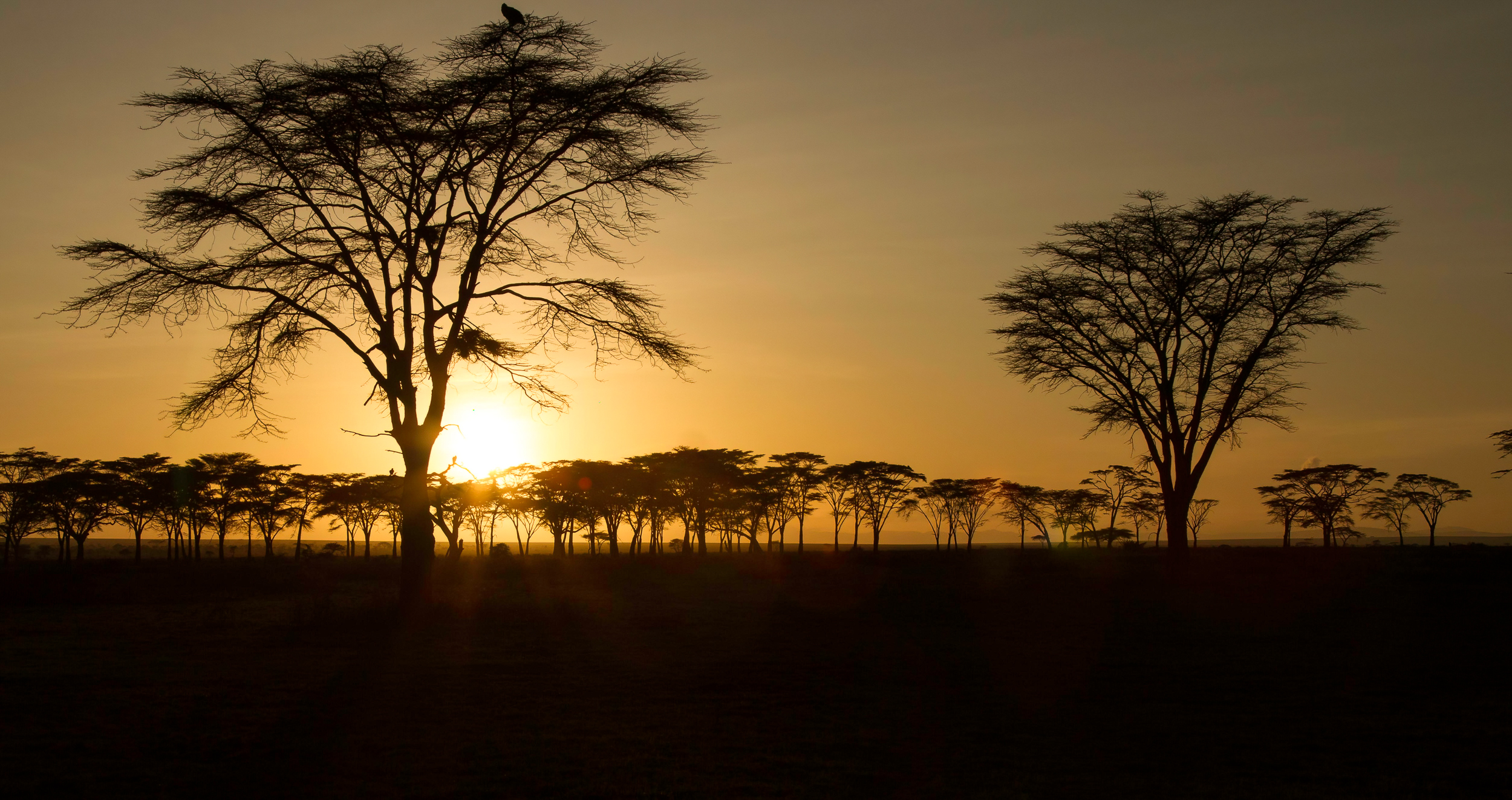 Mahale Chimpanzee Tracking